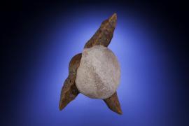 Calcite, Olenitsa River, Kola Peninsula, Russia.  Calcite, Olenitsa River, Kola Peninsula, Russia. An attractive specimen of calcite pseudomorphs after ikaite. Donor: P. & J. Clifford. Specimen 13 cm tall. Photo by M. Schorr. (PJC 06065)