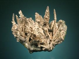 Silver, Michigan Mine, Ontonagon County, Michigan. Silver, Michigan Mine, Ontonagon County, Michigan. Superb silver crystals from a lesser-known locality. From the J. T. Reeder collection. Specimen 7 cm wide. Photo by G. Robinson. (JTR 437)