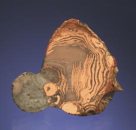 Copper in Agate, Wolverine #2 Mine, Houghton County, Michigan. Copper replaceing bands of an agate. Specimen 3.5 cm wide. Photo by G. Robinson. (DM 30339)