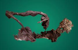 Copper ("Grasshopper"), Rockland, Ontonagon County, Michigan Copper, Rockland, Ontonagon County, Michigan. The “Grasshopper” is another iconic specimen and is perhaps one of the most sculptural copper specimens known. Specimen 38 cm across. Photo by G. Robinson and J. Jaszczak. (JTR 1893)