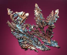 Copper, White Pine Mine, Ontonagon County, Michigan. Dendritic copper crystal group with some blue coatings. Donor: L. Hampel. 20 cm wide. Photo by G. Robinson. (DM 28299)