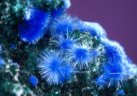 Cyanotrichite, Grandview Mine, Coconino County, Arizona. Cyanotrichite, Grandview Mine, Coconino County, Arizona. Superb crystals of Cyanotrichite on matrix from this old mine, now a part of Grand Canyon National Park. Donor: W. and D. Leicht. Field of view is approximately 4 cm wide. Photo by G. Robinson. (DM 21542)