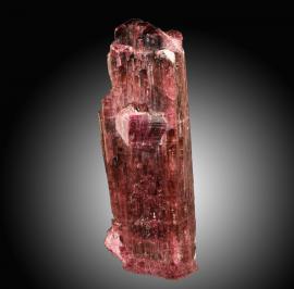 Elbaite, Mokhovya Pegmatite, Malkhan, Siberia, Russia.  Elbaite, Mokhovya Pegmatite, Malkhan, Siberia, Russia. A large red tourmaline crystal from a lesser known locality for fine tourmalines near Lake Baikal in central Russia. Donor: W. Shelton. Specimen 25 cm tall. Photo by C. Stefano. (DM 31208)