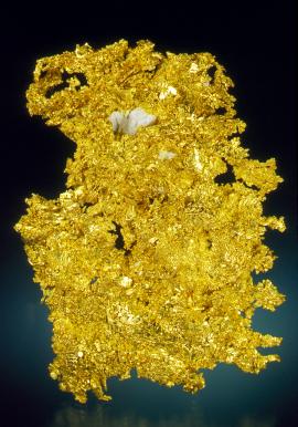 Gold, Eagle’s Nest Mine, Placer County, California. A superb California gold specimen. Eagle’s Nest has produced some of the finest crystallized gold specimens ever found. Specimen 8 cm tall. Photo by J. Jaszczak. (DM 25976) 