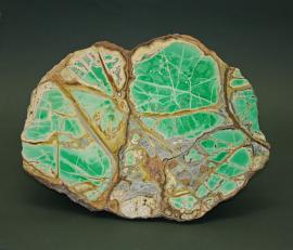 Variscite and crandallite, Clay Canyon, Fairfield, Utah. A cut and polished slab of a large variscite nodule. Collected in the 1940’s by George Robbe, who leased the site from the famous Ed Over for a season. Donor: G. Robbe. Specimen 29 cm wide. Photo by G. Robinson. (GBR 1539)