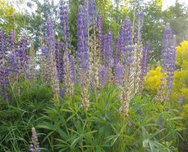 Purple colored lupine in the museum garden - 2020