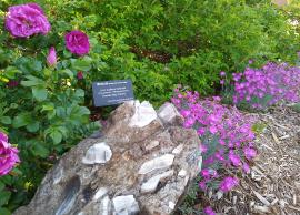 Sudbury breccia with roses and pinks in museum garden - 2020