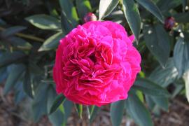 View of a single dark pink peony in the museum front garden - 2015