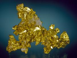 Gold, Eagle’s Nest Mine, Placer County, California. Fine crystals of gold with minor quartz. Specimen 5 cm wide. Photo by J. Jaszczak. (DM 25975)