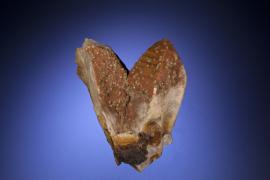 Scheelite, quartz, Zinnwald, Bohemia, Czech Republic. A historical European specimen. From the Baron Louis Lederer collection. Specimen 10.5 cm tall. Photo by C. Stefano. (UM 2814)
